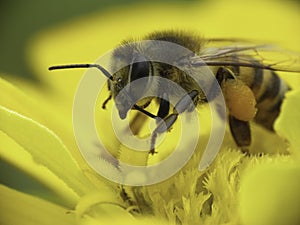 Caucásico miel de abeja coleccionando polen 