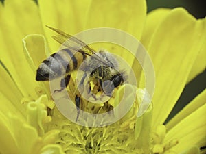 Caucasian Bee collecting pollen photo