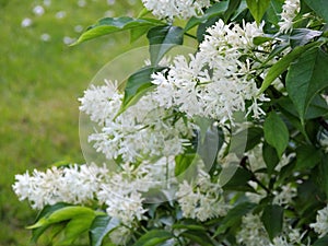 Caucasian bladdernut or Colchis bladdernut