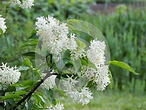 Caucasian bladdernut or Colchis bladdernut