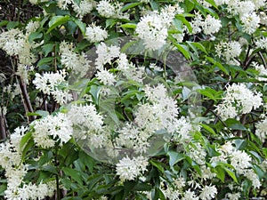 Caucasian bladdernut or Colchis bladdernut