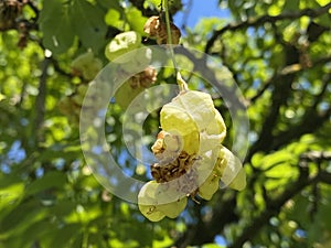 Caucasian bladdernut / Staphylea colchica / Colchis bladdernut, Jonjoli or Djondjoli, Kolchische Pimpernuss, Faux pistachier photo
