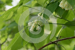 Caucasian bladdernut Staphylea colchica flowering
