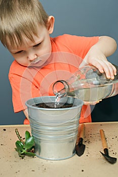 Caucasian blond child boy watering ground for planting money tree plant in metal flower pot