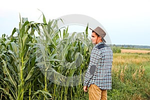 Caucasian calm male maize grower in walks along corn field. Copy space. Caucasian male maize grower calmly walking