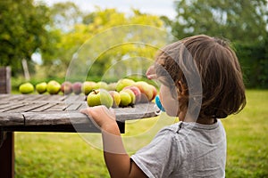 Caucasian Child boy, looking at apples on wooden table in home garden. Brittany, France.