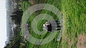 Caucasian couple walks on path near on green field with a Jack Russell terrier. Rear view. Young man and blonde woman