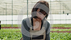 Caucasian farm worker taking care of lorganic lettuce plants removing damaged plants for best crop quality