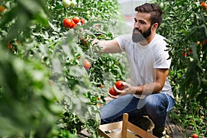 Caucasian farmer picking fresh tomatoes from his hothouse