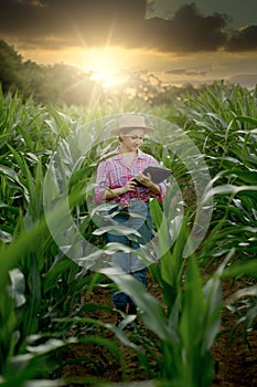 Caucasian farmer walking in corn field and examining crop before harvesting at sunset. Agriculture - food production