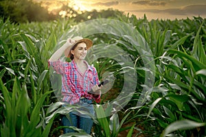 Caucasian farmer walking in corn field and examining crop before harvesting at sunset. Agriculture - food production