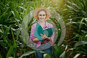 Caucasian farmer walking in corn field and examining crop before harvesting at sunset. Agriculture - food production