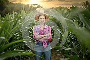 Caucasian farmer walking in corn field and examining crop before harvesting at sunset. Agriculture - food production