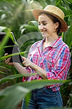 Caucasian farmer walking in corn field and examining crop before harvesting at sunset. Agriculture - food production