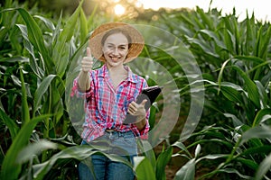 Caucasian farmer walking in corn field and examining crop before harvesting at sunset. Agriculture - food production