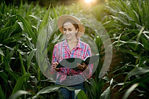 Caucasian farmer walking in corn field and examining crop before harvesting at sunset. Agriculture - food production