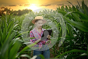 Caucasian farmer walking in corn field and examining crop before harvesting at sunset. Agriculture - food production