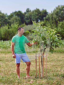 Caucasian farmer by a young walnut tree