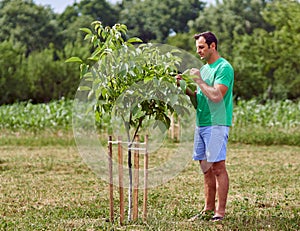 Caucasian farmer by a young walnut tree