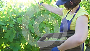 Caucasian female in blue apron and gardening gloves harvesting grapes in vineyard