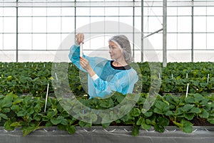 Caucasian female fruit researcher in isolation gown and disposable polyester synthetic fiber hairnet looking at Urea in PET