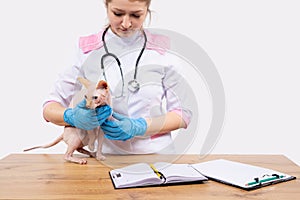 Caucasian female veterinarian in a medical gown and with a stethoscope holds a sphinx cat on the table and a notebook