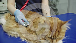 Caucasian female veterinarian puts on stethoscope and examines animal