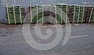 Caucasian fir like cut Christmas tree from a plantation somewhere