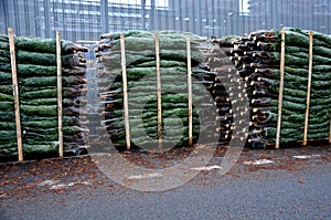 Caucasian fir like cut Christmas tree from a plantation somewhere