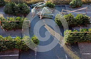 Caucasian fir like cut Christmas tree from a plantation somewhere in north