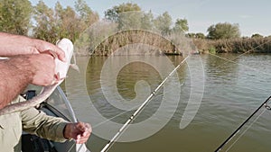 Caucasian fisherman takes off the hook a cat fish and pegs its gut. Fishing as only man`s hobby.