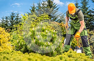 Caucasian Gardener Insecticide and Fungicide His Plants