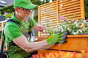 Caucasian Gardener Planting Flowers Inside Wooden Planter