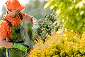 Landscaper Pruning the Pinaceae Tree with Garden Scissors photo