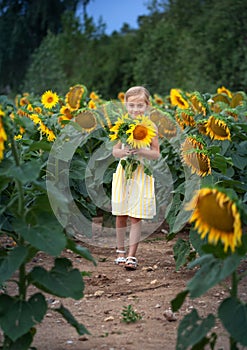 Caucasian girl in a yellow dress with a yellow flowers bouquet enjoying nature and walking in the sunflower field on a summer day