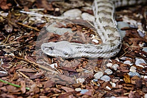 Caucasian gyurza snake (Latin: Macrovipera lebetina).