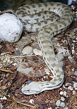 Caucasian gyurza snake (Latin: Macrovipera lebetina).