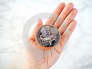 Caucasian hand holding a small terracotta pot with an echeveria Perle Von Nurnberg against a white marble background