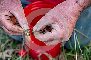 Caucasian hands putting a worm on a hook to use as live bait