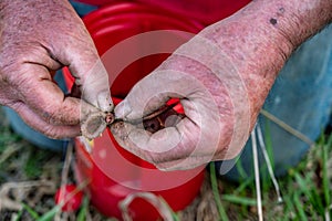 caucasian hands putting a worm on a hook to use as live bait