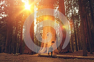 Hiker in Front of Giant Sequoia