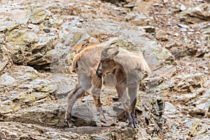 Caucasian ibex - Capra caucasica resting on a high rock