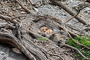 Caucasian ibex - Capra caucasica resting on a high rock