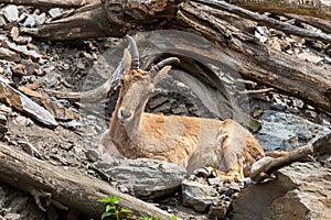 Caucasian ibex - Capra caucasica resting on a high rock