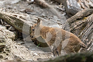 Caucasian ibex - Capra caucasica resting on a high rock