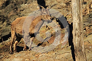 Caucasian ibex juvenile