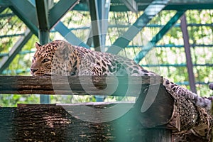 Caucasian leopard resting in an aviary
