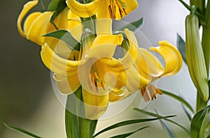 Caucasian lily blooming in shadows