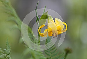 Caucasian lily blooming in shadows