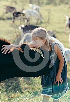 Caucasian little girl feeding cows with in paddock on farm. Modern countryside lifestyle. Agriculture and farming.